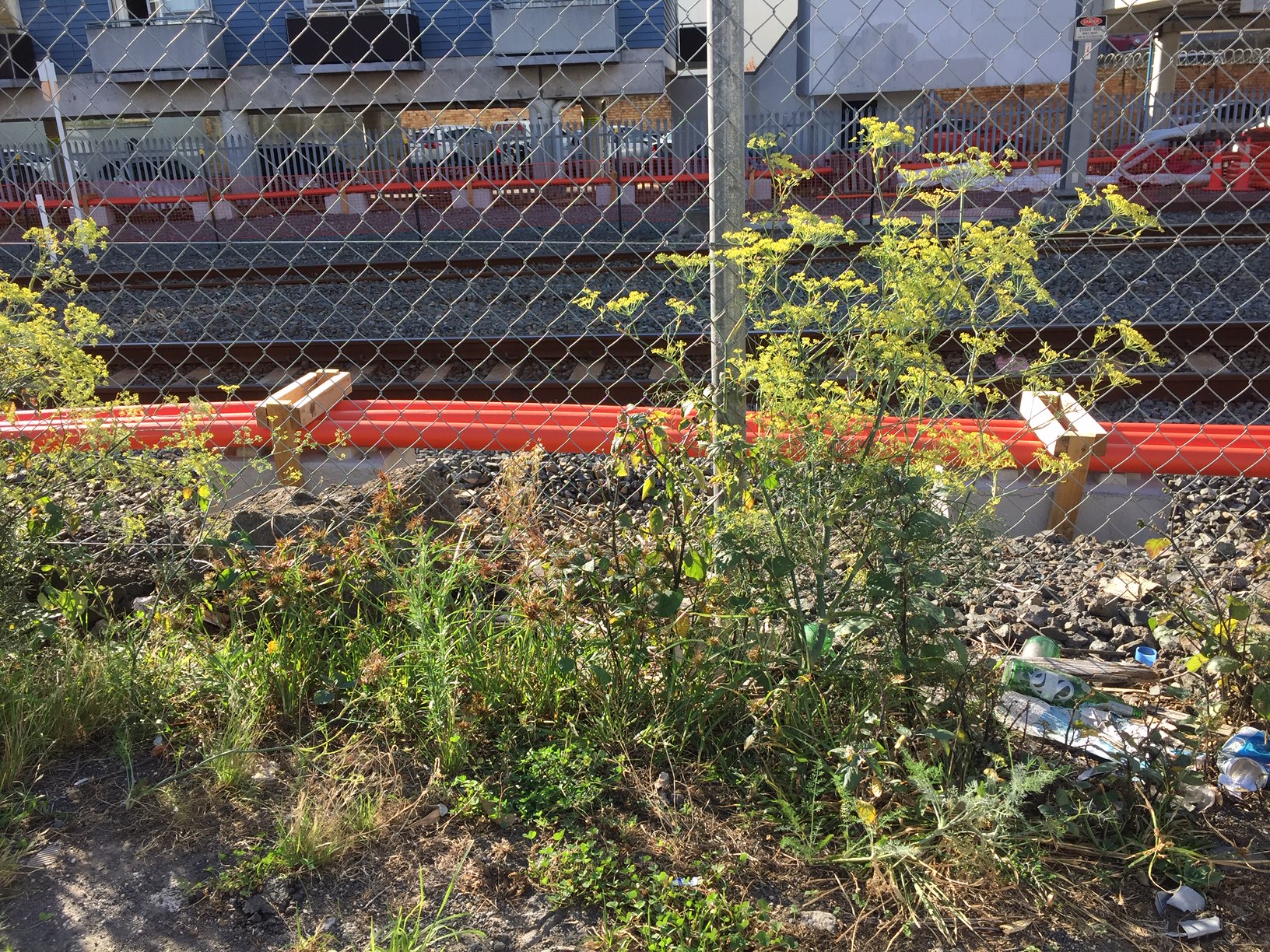 Fennel growing amongst rubbish near the Mt Eden train station.